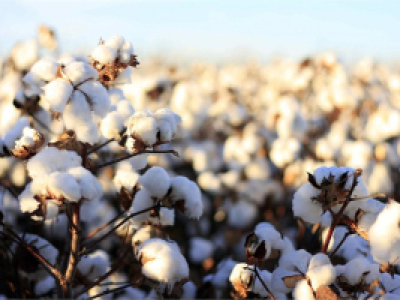 100% cotton vải không dệt cho bông tẩy trang