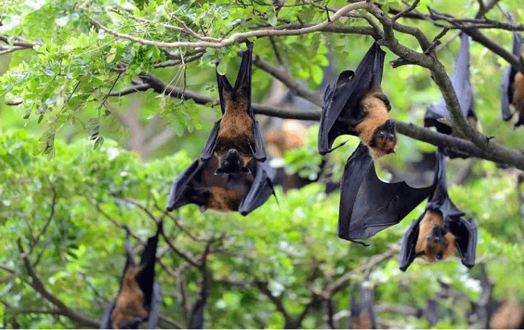 Virus Nipah: Nguy cơ, cách lây truyền và phòng chống 2 Loại dơi mang chủng virus Nipah