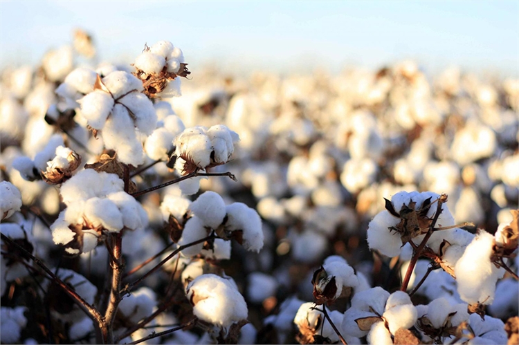 Sản phẩm vải không dệt: cuộc cách mạng trong ngành vải Cánh đồng cotton . Ảnh : nguồn trên mạng