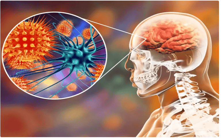 Virus Nipah: Nguy cơ, cách lây truyền và phòng chống 3 Tiếp xúc trưc tiếp hoặc qua chất bài tiết