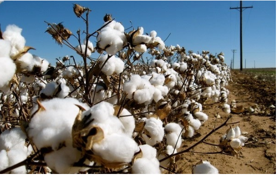 Khăn tắm nén du lịch mua ở đâu để có sản phẩm chất lượng? 2 Khăn tắm nén Beyaki sử dụng cotton nguyên chất. Ảnh: nguồn trên mạng