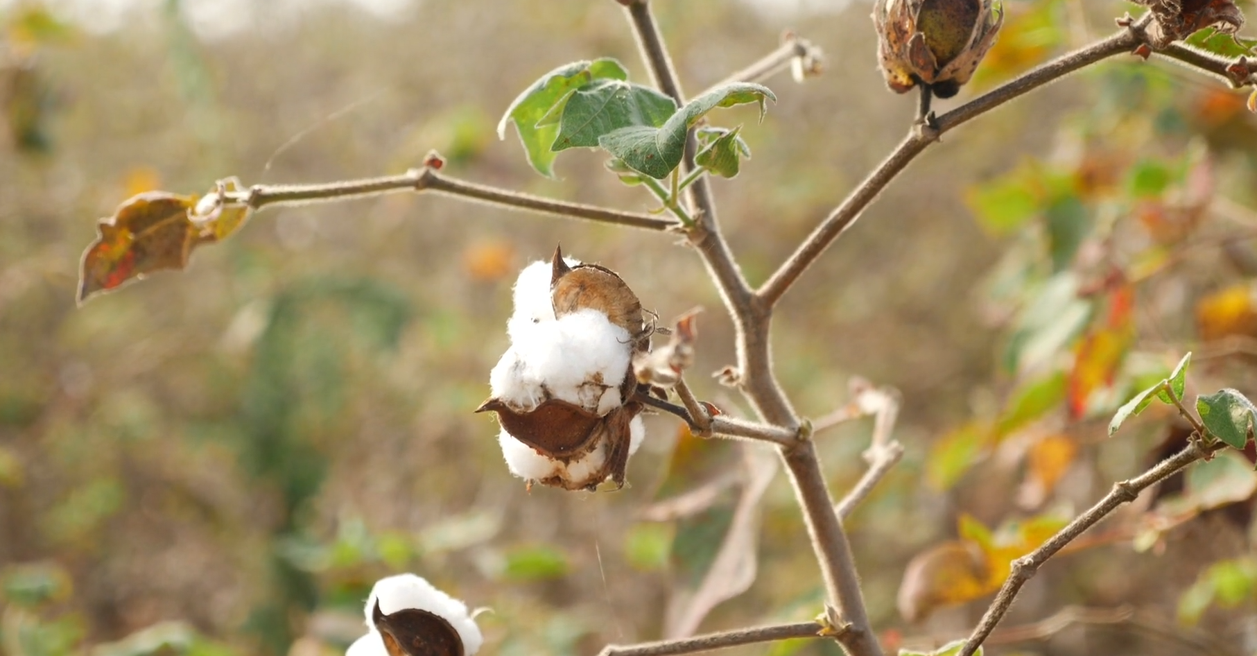 Sản phẩm Beyaki được làm từ những sợi cotton tự nhiên. Ảnh: nguồn trên mạng